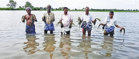 புவனகிரி அருகே உள்ள சி. ஆலம்பாடி கிராமத்தில் சம்பா நடவு நட்ட வயல் மழை தண்ணீரில் மூழ்கியுள்ளது.