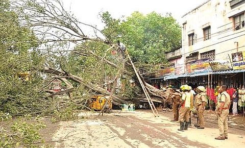 மதுரா கோட்ஸ் அருகே சாலையின் குறுக்கே சாய்ந்த ராட்சத மரத்தை வெட்டி அப்புறப்படுத்தும் காவல், தீயணைப்புத் துறையினர்.