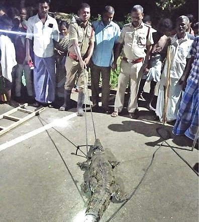 புவனகிரி அருகே ஆதிவராகநத்தம் கிராமத்துக்குள் நுழைந்த முதலையை வனத்துறையினரும், தீயணைப்புத் துறையினரும் இணைந்து பிடித்தனர்.