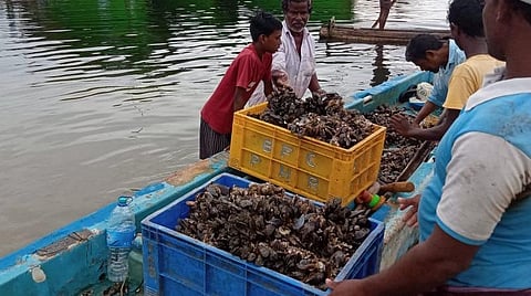 : குளச்சல் கடல்பகுதி பாறைகளில் இருந்து பிடிபட்ட சிப்பி மீன்களை கரைசேர்க்கும் மீனவர்கள்.