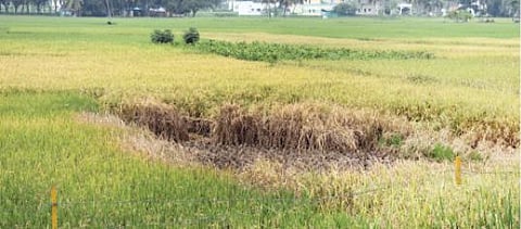 கிருஷ்ணகிரி அருகே புகையான் தாக்கப்பட்ட நெற்கதிர்களை அகற்றப்பட்ட நெல்வயல்.