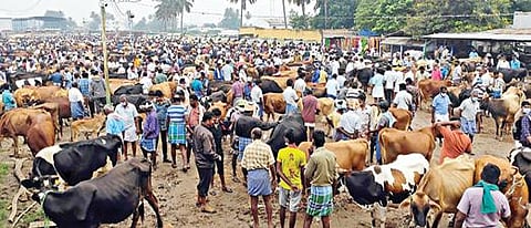 ஈரோடு மாட்டுச்சந்தையில் விற்பனைக்காக கொண்டு வரப்பட்ட கால்நடைகள்.