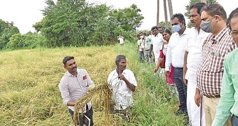 மேலூர் அருகே சின்னசூரக்குண்டு கிராமத்தில் மழையால் பாதிக்கப்பட்ட நெற்பயிர்களை பார்வையிடும் அமைச்சர் பி.மூர்த்தி, மதுரை ஆட்சியர் எஸ்.அனீஷ்சேகர் உள்ளிட்டோர்.