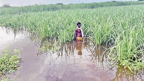 மானாமதுரை அருகே பெரும்பச்சேரியில் நீரில் மூழ்கிய கரும்பு உள்ளிட்ட பயிர்கள்.