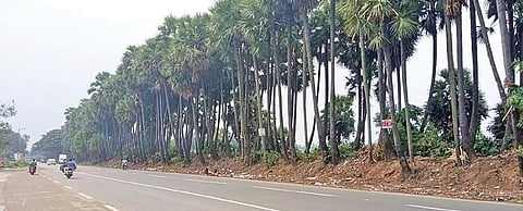 திருபுவனை ஏரிக்கரையிலுள்ள பனை மரங்கள்.