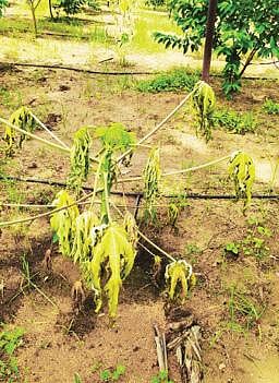 பணகுடி பகுதியில் வெள்ளத்தில் சிக்கி அழுகிய பப்பாளி மரம்.