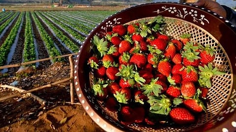 பளிச் பத்து 137: ஸ்டிராபெரி