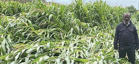 குண்டடத்தில் ஒரே நாளில் 200 மி.மீ. மழை பதிவு :  நூற்றுக்கணக்கான ஏக்கர் பயிர்கள் மழையால் சேதம்