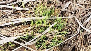 கிருஷ்ணகிரியில் நீரில் மூழ்கியதால் நெற்கதிர்கள் மீண்டும் முளைத்த பரிதாபம் :