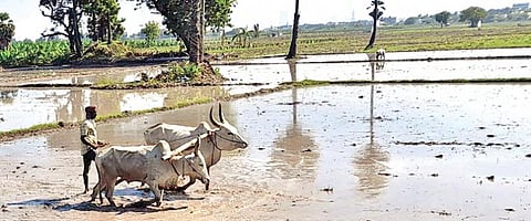 தூத்துக்குடி அருகே அத்திமரப்பட்டி பகுதியில் பிசான நெல் நடவுக்காக வயலை உழுது தயார்படுத்தும் பணியில் ஈடுபட்ட விவசாயி.