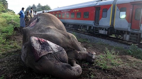 கோவை மதுக்கரை வனச்சரகத்துக்குட்பட்ட நவக்கரையை அடுத்த மொடமாத்தி பகுதியில் ரயில் மோதி உயிரிழந்த பெண் யானை.