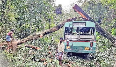 தாண்டிக்குடி அருகே அரசுப் பேருந்து மீது விழுந்த மரத்தை வெட்டி அப்புறப்படுத்தும் பணியில் ஈடுபட்டுள்ள தொழிலாளர்கள்.
