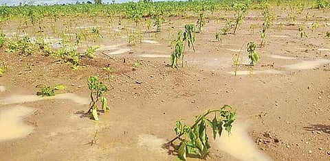 சாலைக்கிராமம் பகுதியில் மழை நீரால் அழுகிய மிளகாய் பயிர்கள்.