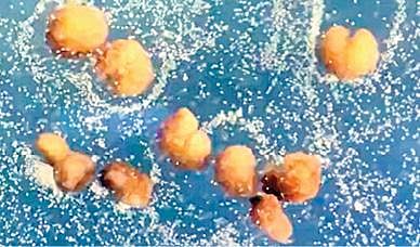 ஜீனோபாட்ஸ் 3.0 உயிரி ரோபோ