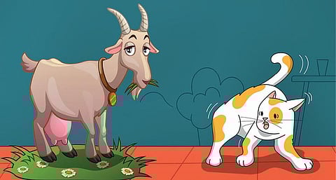 ஆடுகளைக் கண்டு பயந்த பூனைகள்!