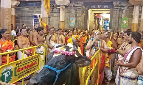 பாளையங்கோட்டை ராஜகோபால சுவாமி கோயிலில் நந்த சப்தமியை முன்னிட்டு 108 கோ பூஜை நடைபெற்றது. ஆழ்வார்திருநகரி மத் எம்பெருமானார் ஜீயர் சுவாமி (எ) ரெங்கராமானுஜ ஜீயர் சுவாமி மங்களாசாசனம் செய்தார்.