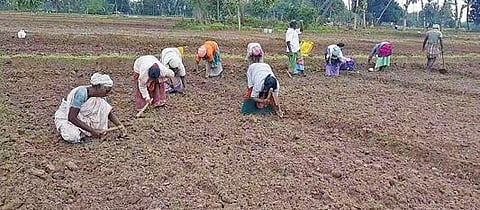 சேத்தியாத்தோப்பு அருகே வீரமுடையாநத்தம் பகுதியில் மணிலா விதைப்பு பணியில் ஈடுபட்டுள்ளனர்.