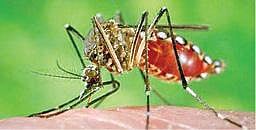 கடந்த 15 நாட்களில் 25 பேருக்கு பாதிப்பு  -  மதுரையில் வேகமாக பரவும் டெங்கு காய்ச்சல் :