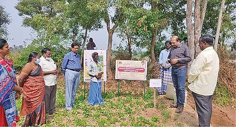 குறிஞ்சிப்பாடி பகுதி வயல் வரப்புகளில் அரசு மானிய உதவியுடன் மரக்கன்றுகள் நடும் பணி தொடங்கியது.