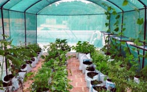 ஆதார் எண்ணுடன் ஆன்லைனில் விண்ணப்பித்தால் மட்டுமே மாடித்தோட்ட காய்கறி தொகுப்பு வழங்கப்படும்: தோட்டக்கலைத் துறை அறிவிப்பு