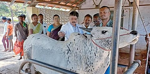ஜல்லிக்கட்டில் பங்கேற்பதற்காக காளைகளுக்கு உடல்திறன் பரிசோதனை அலங்காநல்லூரில் நேற்று தொடங்கியது