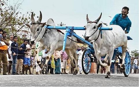 ரேக்ளா: தொடரும் தமிழர் பாரம்பரியம்