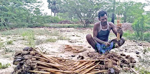 எட்டயபுரம் அருகே அயன்வடமலாபுரம் பகுதி குறுமணலில் இருந்து பனங்கிழங்குகள் எடுக்கும் பணியில் தொழிலாளி ஈடுபட்டுள்ளார்.