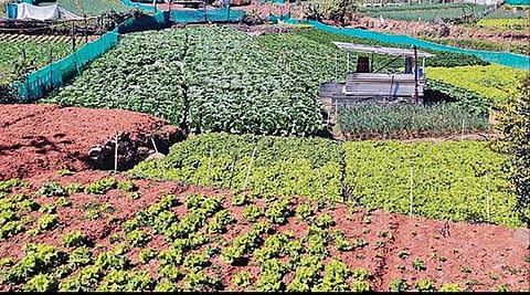 நீலகிரி மாவட்டத்தில் விளைவிக்கப்படும் சைனீஸ் காய்கறிகளின் விலை 10 மடங்கு உயர்வு: மகசூல் குறைந்ததால் லாபமின்றி தவிக்கும் விவசாயிகள்