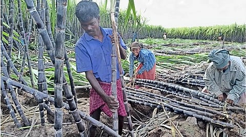 கரோனா கட்டுப்பாடுகளால் கரும்பு கொள்முதல் முன்பதிவுகளை ரத்து செய்யும் வியாபாரிகள்: பரிதவிப்பில் விவசாயிகள்