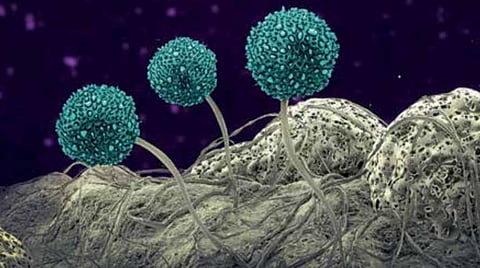 புதிய கண்டுபிடிப்புகள்: புவி வெப்ப உயர்வைத் தடுக்கும் பூஞ்சைகள்!