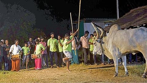 கோவை போத்தனூர் செட்டிபாளையத்தில் சலங்கை எருது ஆட்ட பயிற்சியில் ஈடுபட்ட இளைஞர்.  படம்: ஜெ.மனோகரன்