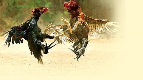 பிரதிநிதித்துவப் படம்.