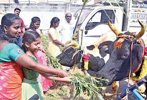 மாட்டுப் பொங்கலையொட்டி வால்டாக்ஸ் சாலையில் மாடுகளுக்கு பூஜை செய்து பண்டிகையை கொண்டாடும் குடும்பத்தினர்.படம்: பு.க.பிரவீன்