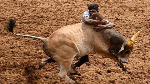கரோனா கட்டுப்பாடுகளுடன் அலங்காநல்லூரில் இன்று ஜல்லிக்கட்டு கோலாகலம்: சிறந்த காளைக்கு முதல்வர் சார்பில் கார் பரிசு