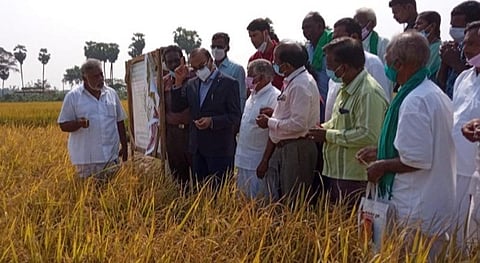 சேத்தியாத்தோப்பு அருகே உள்ள பின்னலூர் கிராமத்தில் வீரநாராயணன் உழவர் உற்பத்தியாளர் நிறுவனம் சார்பில் நம்மாழ்வார் நினைவு பாசுமதி நெல் வயல் செயல் விளக்கப் பண்ணையை அண்ணாமலை பல்கலைக்கழக துணைவேந்தர் இராம.கதிரேசன் திறந்து வைத்துப் பார்வையிட்டார்.