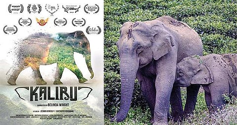 களிறு: காத்திரமான பதிவு