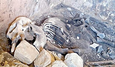 கோவை மாவட்டம் வால்பாறை ஹைபாரஸ்ட் எஸ்டேட்டில் உள்ள சத்துணவு மையக் கட்டிடத்தில் கிடந்த குட்டி யானையின் எலும்புக்கூடு.