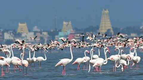 தமிழக கடலோர நீர்நிலைகளில் 10 லட்சம் பறவைகள்: வனத் துறை கணக்கெடுப்பில் தகவல்