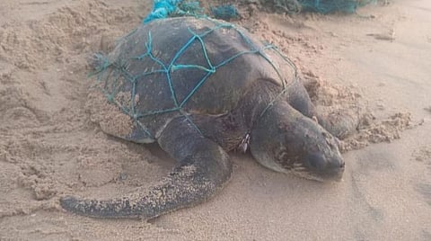 மீன்பிடி வலையில் சிக்கி போராடிய அரிய வகை ஆலிவ் ரிட்லி ஆமையை மீட்டு கடலில் விட்ட வனத்துறை ஊழியர்கள்