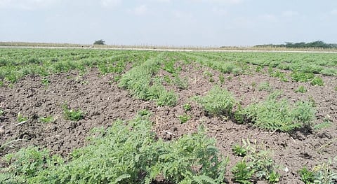 புதூர் அருகே அயன்வடமலாபுரத்தில் மானாவாரி நிலத்தில் பயிரிடப்பட்டுள்ள கொத்தமல்லி செடிகள் மழையின்றி வாடி வருகின்றன. இதனால் விவசாயிகள் கவலை அடைந்துள்ளனர்.