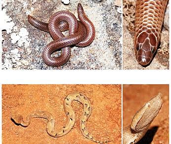 நல்ல பாம்பு - 20: மேற்கு மலைத் தொடரின் தனித்துவப் பாம்புகள்