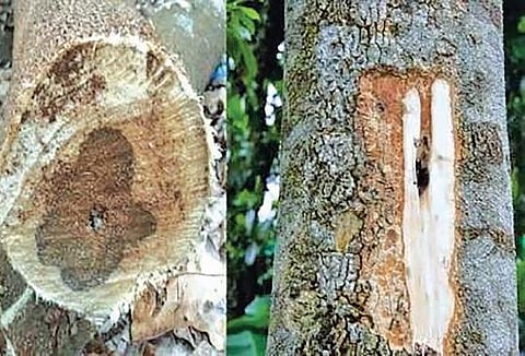 கூடலூரை அடுத்த ஜீன்பூல் தாவர மையத்தில் அகர் மரங்களை காக்கும் முயற்சியில் வனத்துறை