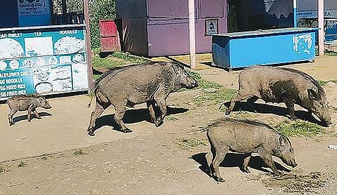 உதகையில் பைக்காரா நீர்வீழ்ச்சி செல்லும் பகுதியில் குட்டிகளுடன் வலம் வரும் காட்டுப்பன்றிகள். படம்:ஆர்.டி.சிவசங்கர்