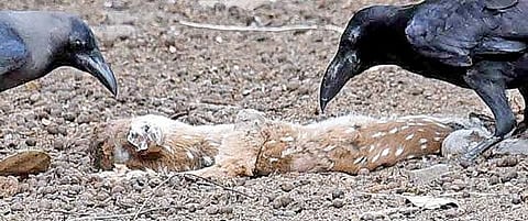 கோவை மாநகராட்சியால் பராமரிக்கப்படும் வஉசி உயிரியல் பூங்காவில், உயிரிழந்த புள்ளி மானின் உடலை கொத்தித் தின்னும் காகங்கள்.    படம்: ஜெ.மனோகரன்