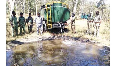 முதுமலை புலிகள் காப்பகப் பகுதியில் நிலவும் கடும் வறட்சி: வனக்குட்டைகளில் தண்ணீர் நிரப்பும் பணியில் வனத்துறை