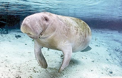 மன்னார் வளைகுடா கடலில் வாழும் கடல் பசு.