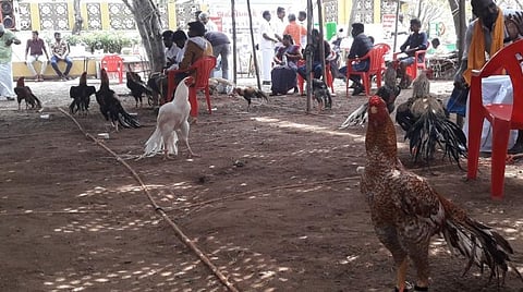 திண்டுக்கல் சேவல் கண்காட்சியில் வலம் வந்த ரூ.3 லட்சம் மதிப்பிலான சேவல்  