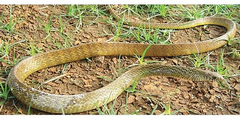 சாரைப் பாம்பு