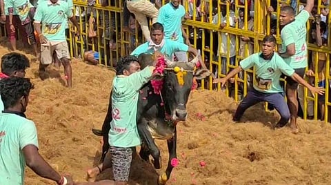 திருமானூர் ஜல்லிக்கட்டு: 500 காளைகள், 250 மாடுபிடிவீரர்கள் பங்கேற்பு
