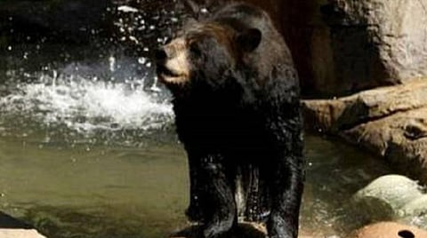 குன்னூர்: பள்ளிக்குள் கரடி புகுந்ததால் மாணவர்களை பெற்றோர் அனுப்ப அச்சம்